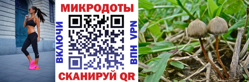 Псилоцибиновые грибы прущие грибы Сычёвка